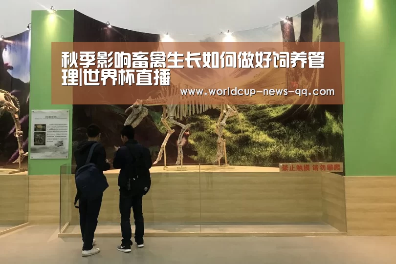 世界杯直播